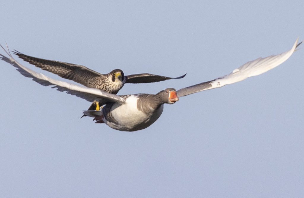 Jersey Photographer Captures Once In A Lifetime Shot Of A Peregrine