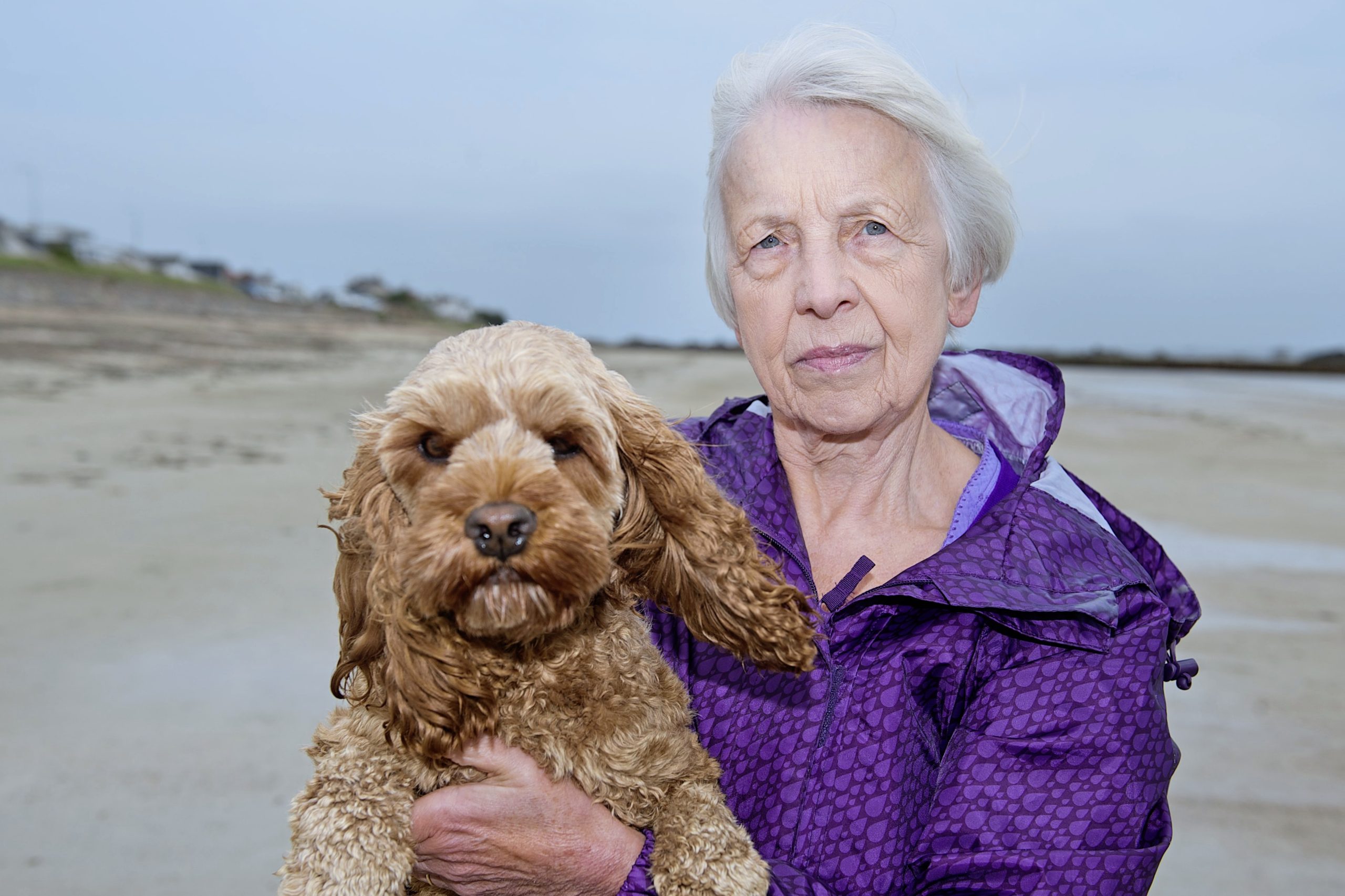 Galloping horse on the beach left OAP shaken - Jersey Evening Post