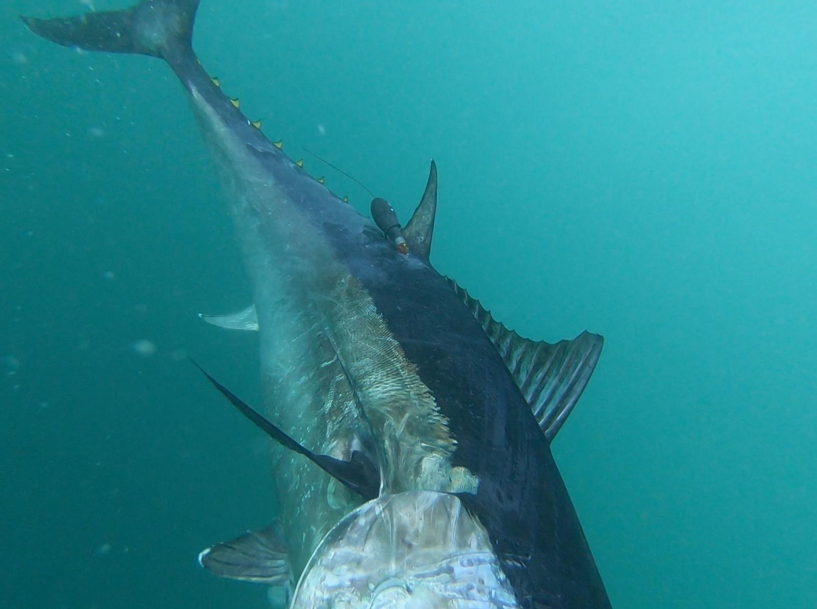 Once disappeared bluefin tuna was prized and now returns to UK waters in  the South West