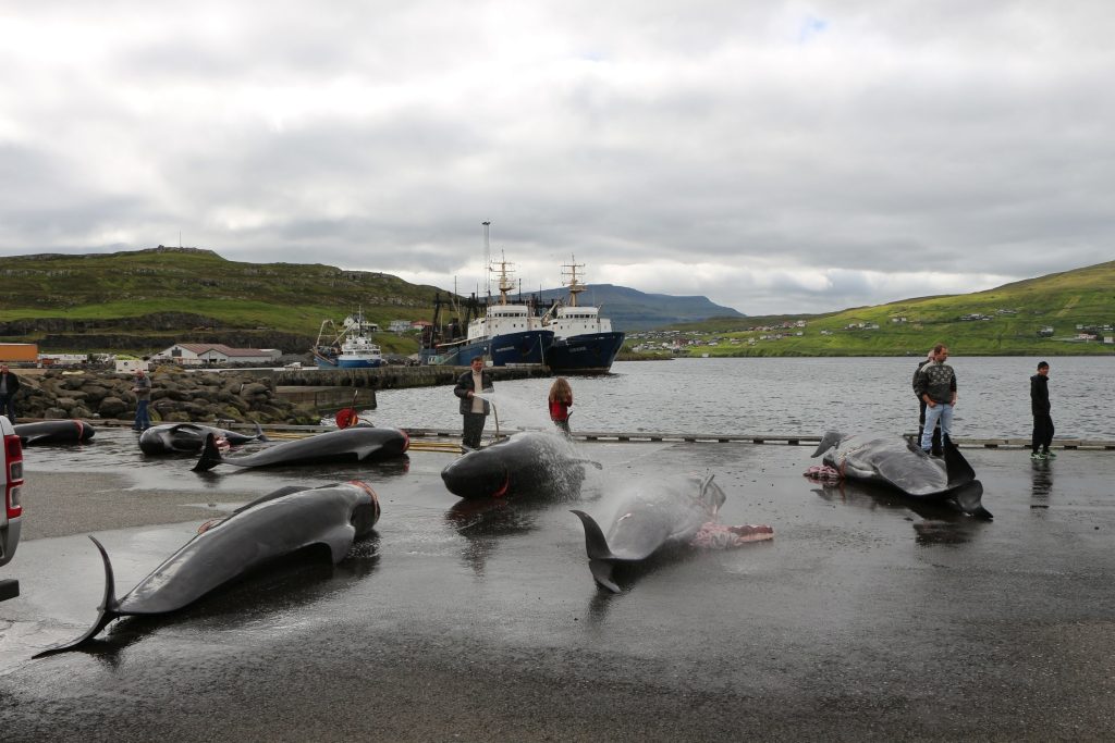 ‘Abhorrent’ dolphin killings in the Faroe Islands to be discussed ahead ...