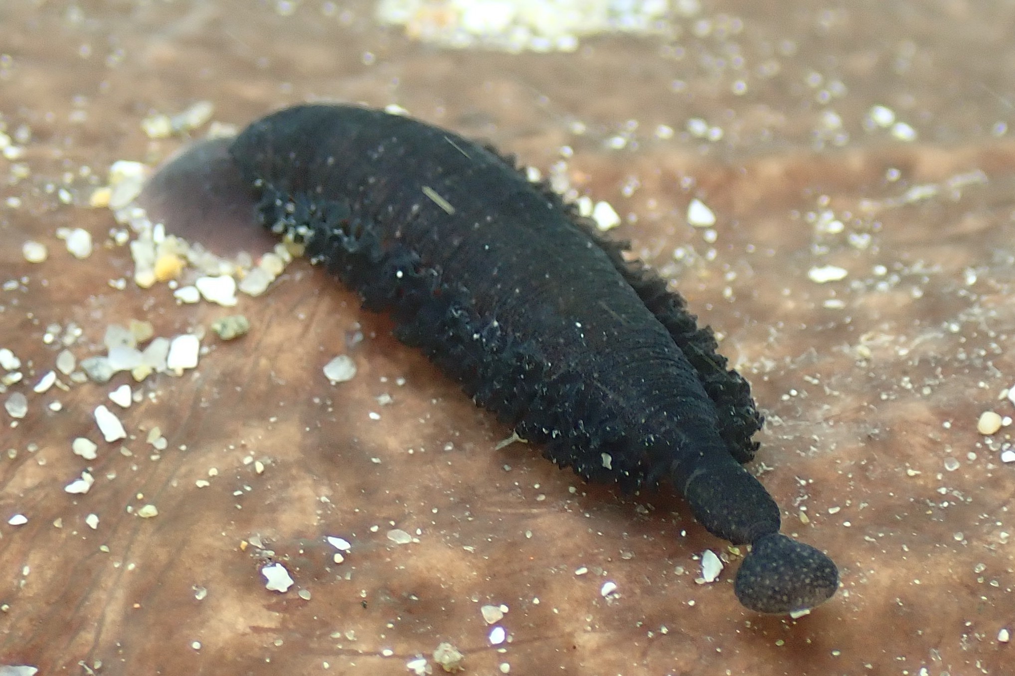 Rare species of marine leech found living in Island waters - Jersey Evening  Post
