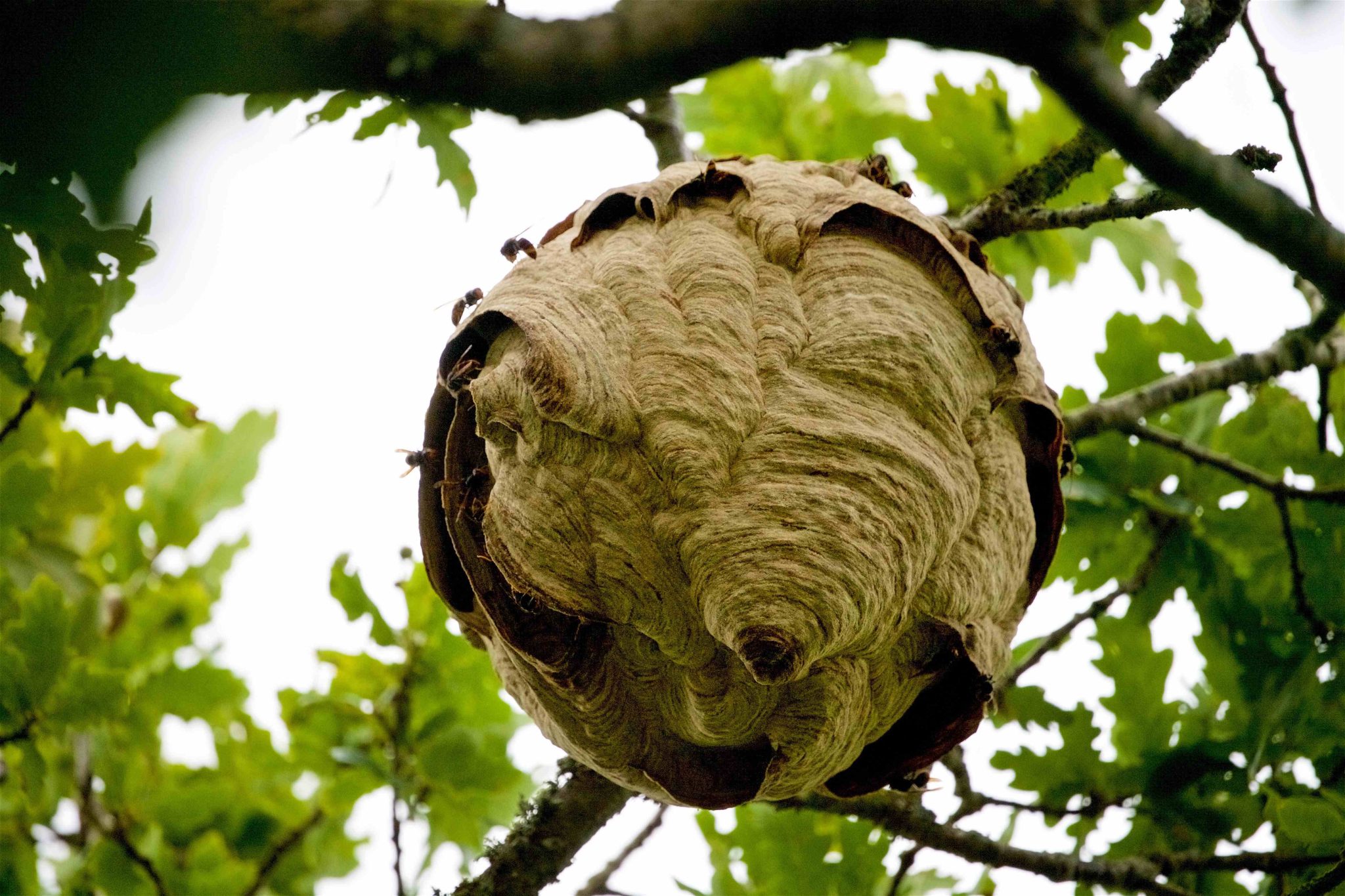 Islanders warned to look out for Asian hornet nests that may fall from ...