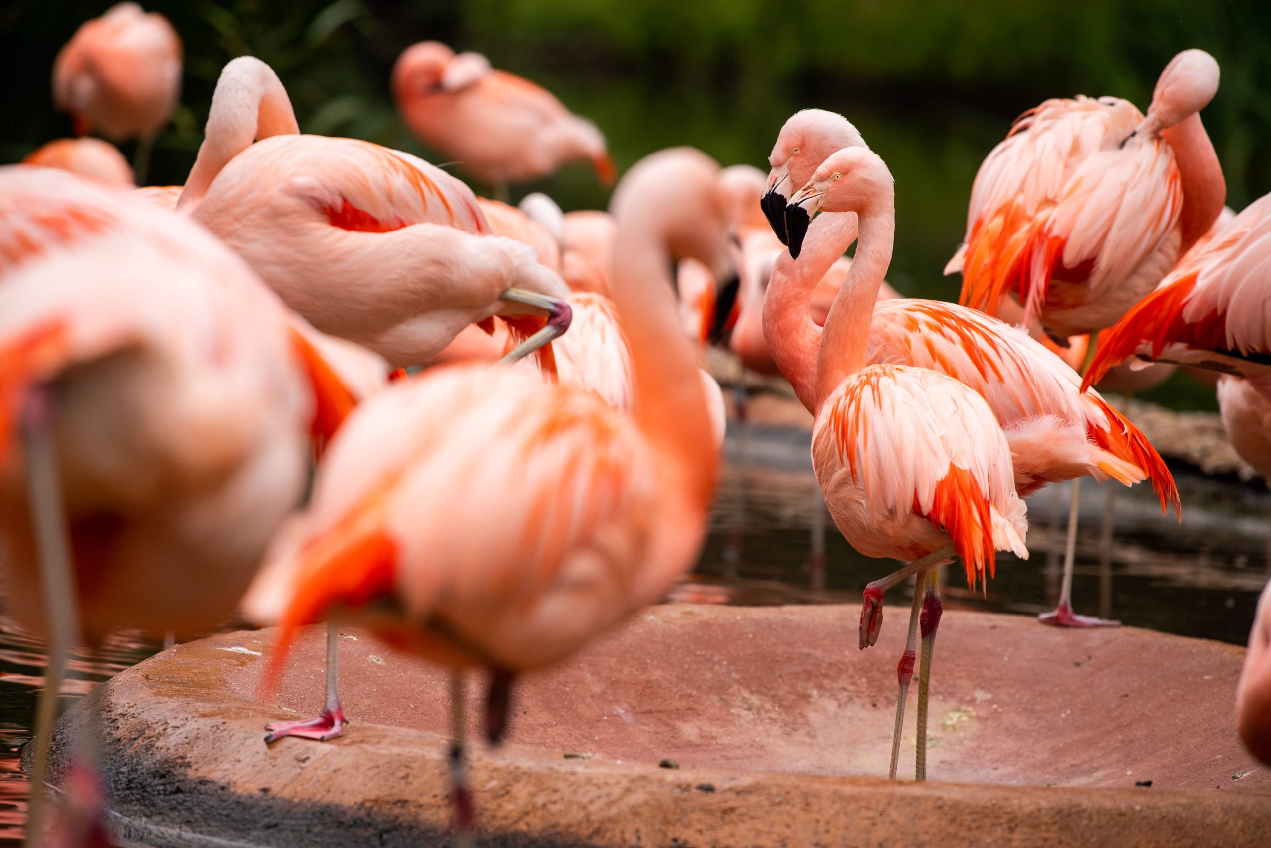 Jersey Zoo flamingo dies in Storm Ciarán - Jersey Evening Post