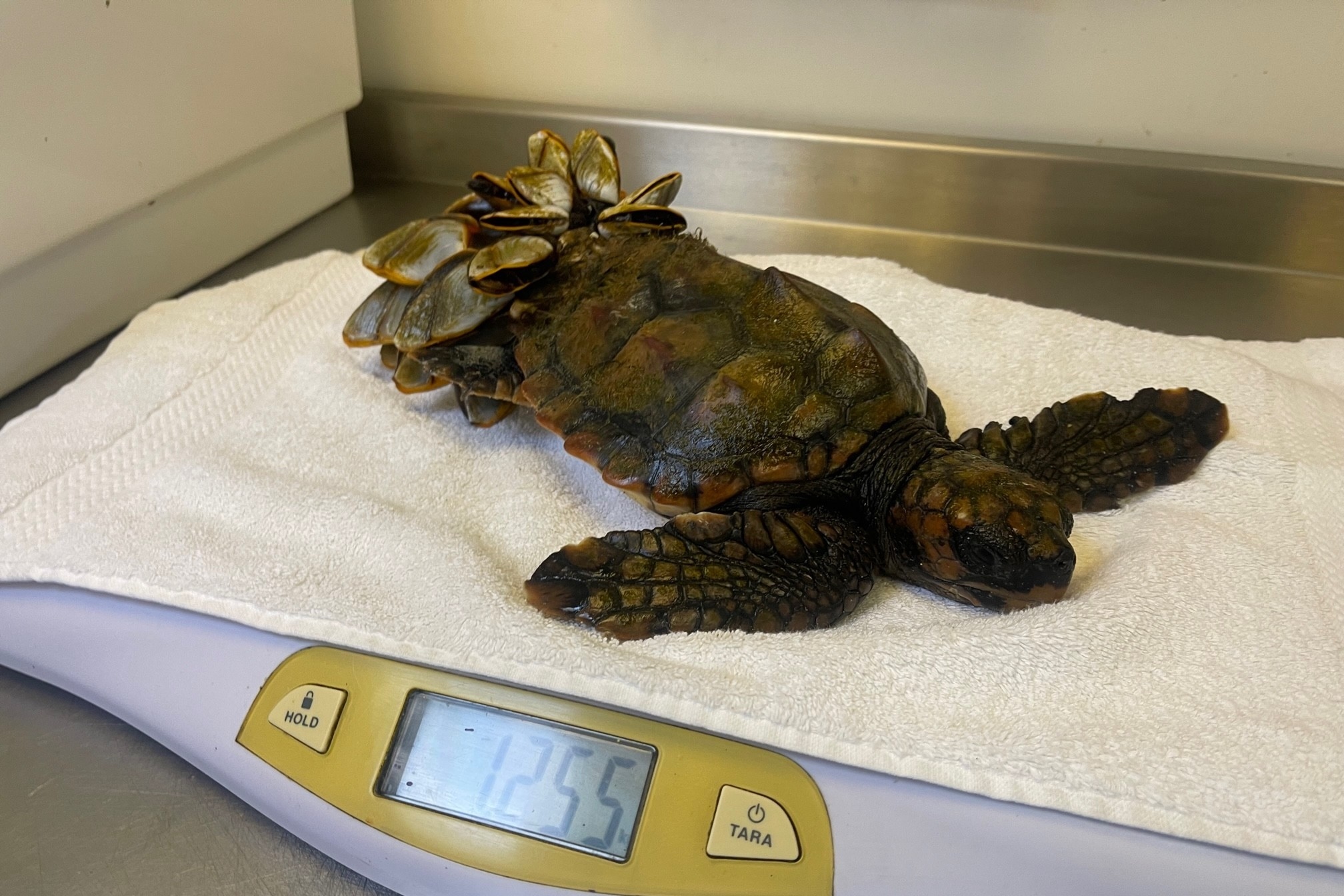 Turtle nicknamed Barnacle Bill washes up in the Channel Islands after ...