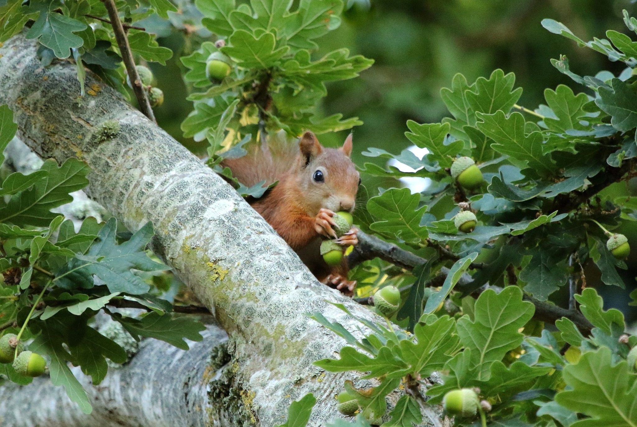 Do red squirrels eat acorns? Winterwatch's Chris Packham says "no