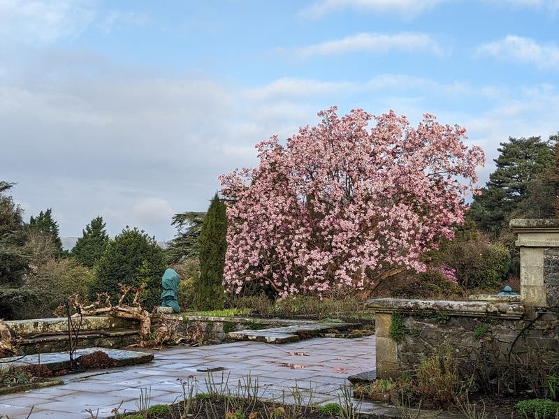 Mild Weather Prompts Blossom Weeks Early In Sign Of ‘rapidly Changing ...