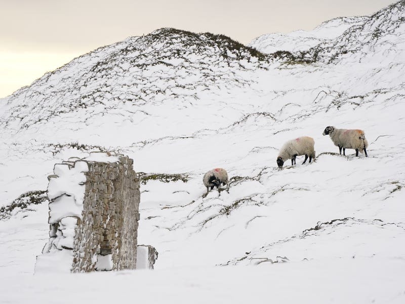 Hill farmers’ finances ‘in jeopardy’ from delays to new farming schemes